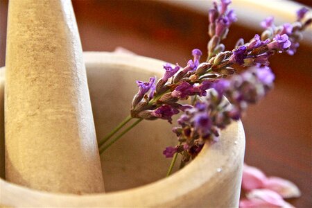 Lavender flowers nature