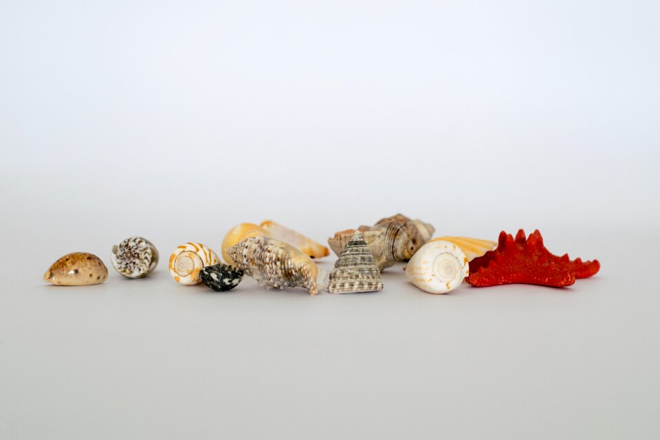 Shell gift seashell
