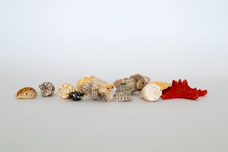 Shell gift seashell