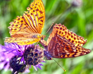 Issoria lathonia butterflies precious butterfly nymphalidae