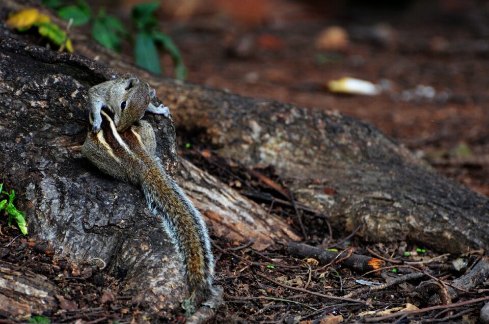 Animal wood squirrel