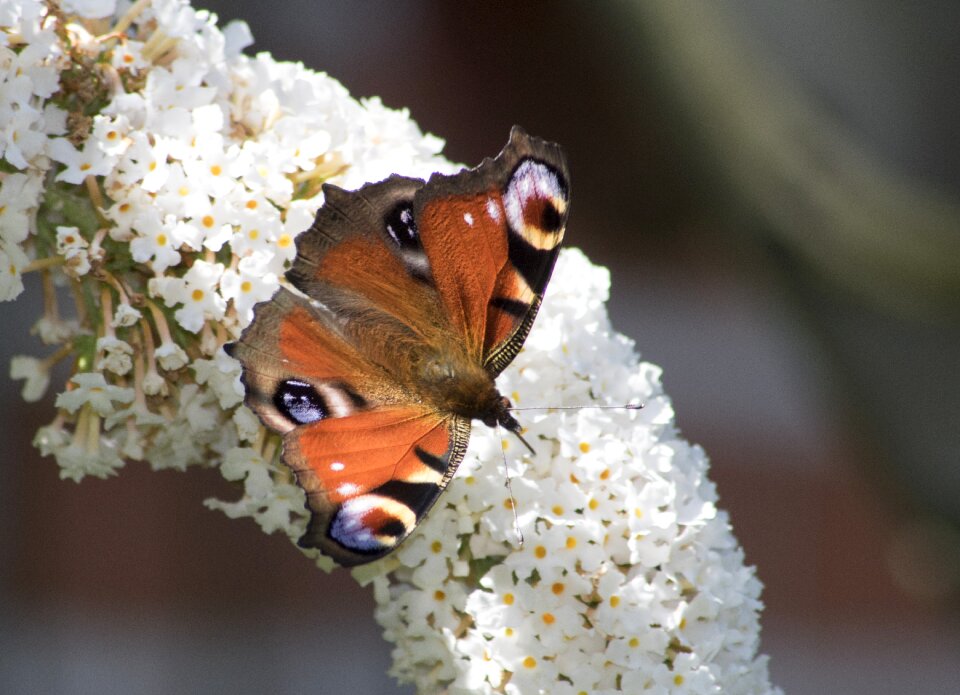 Summer lilac blossom bloom