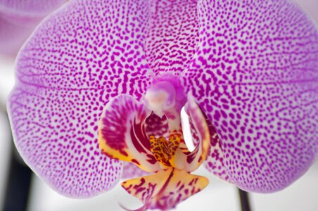 Macro orchids close up