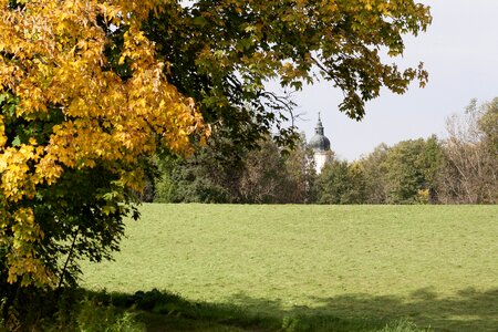Nature forest tree