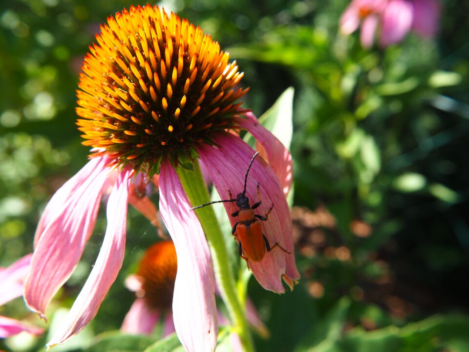 Beetle summer nature