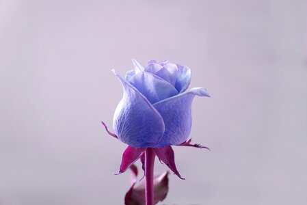 Blue purple rose wallpaper lilac love