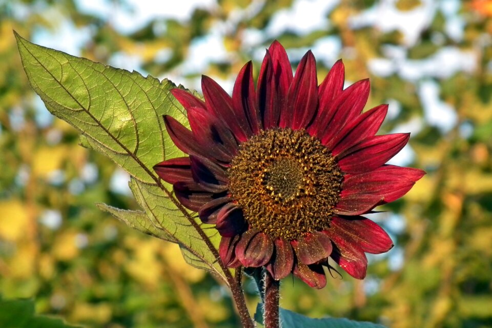 Sunflower dashing leaf