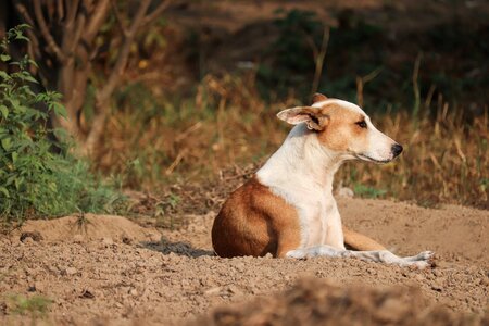 Outdoors dog cute