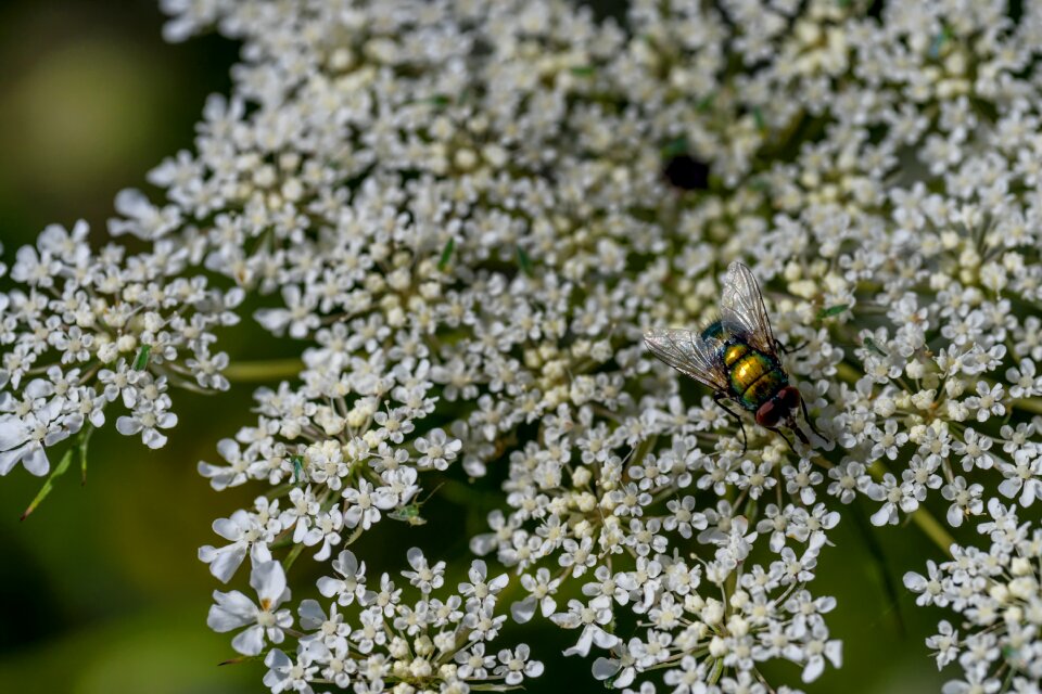 Nature flight insect wing