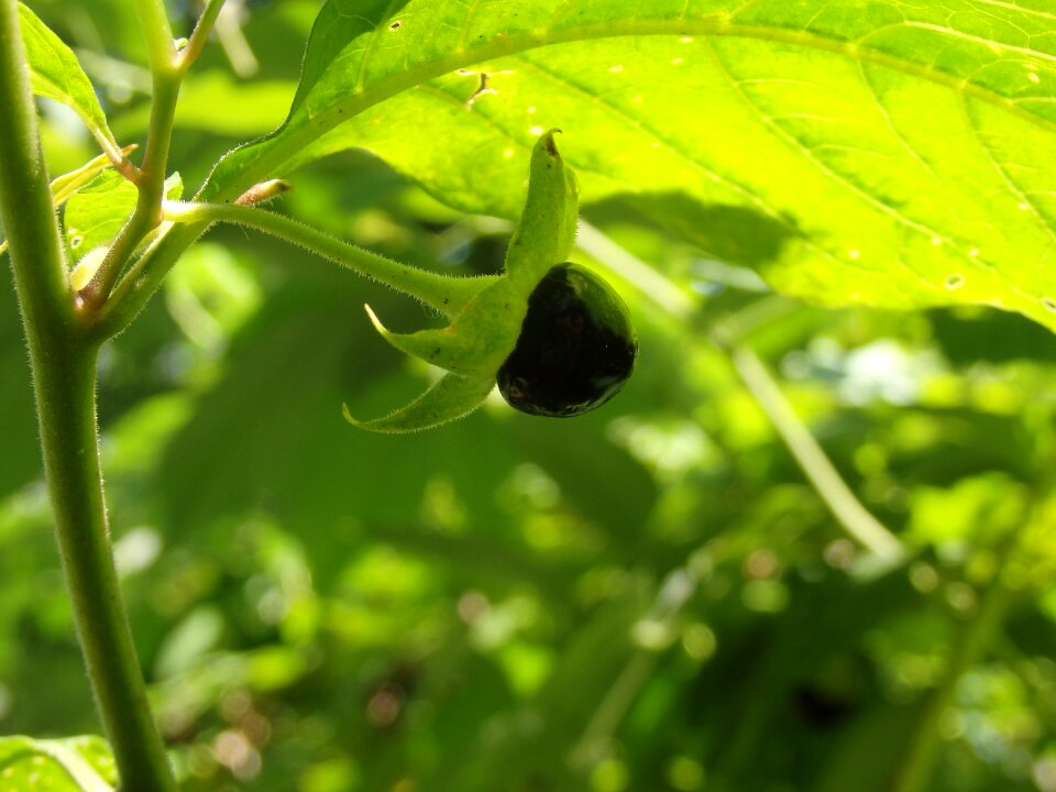 Toxic nachtschattengewächs black berry