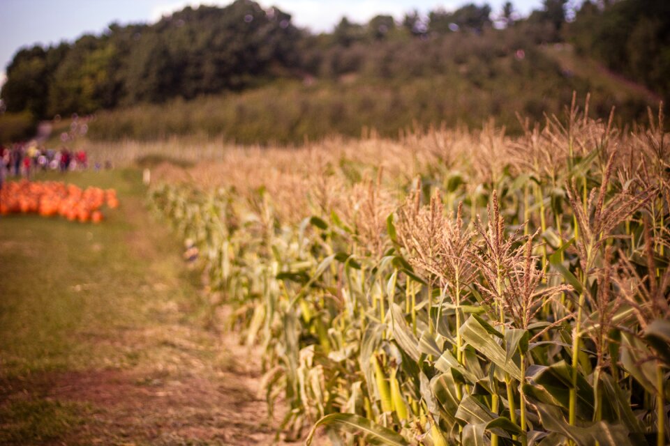 Nature crops landscape
