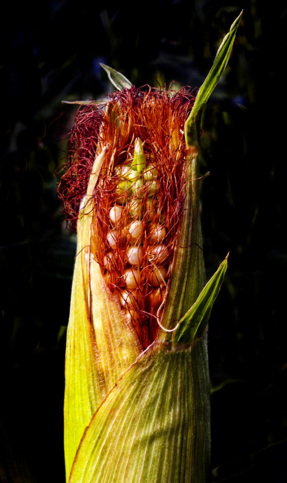 Crop fodder plant food