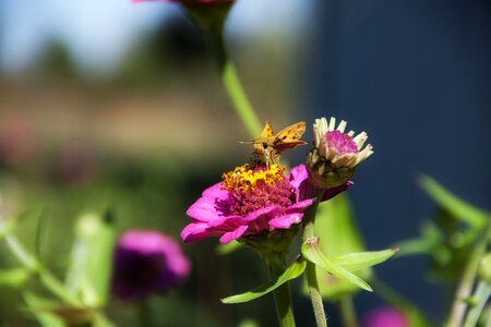 Beauty nature close up