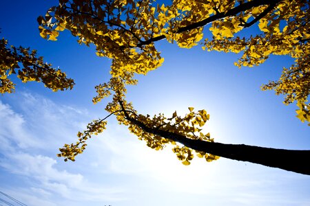 Bank leaves ginkgo yellow