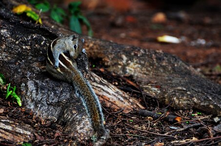 Wood animal squirrel