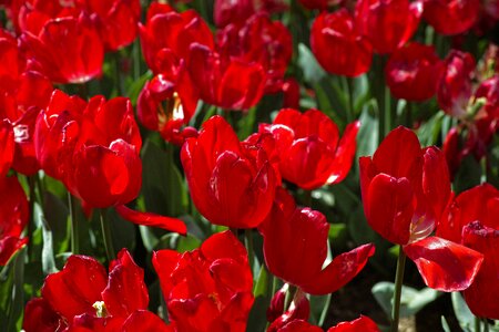Environmental plant flowers