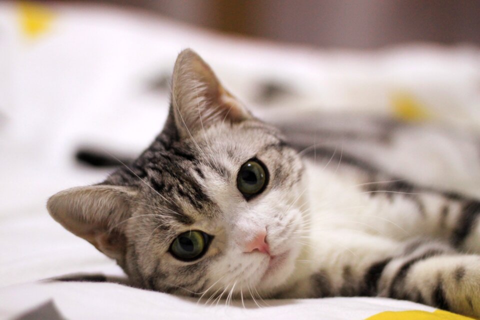 Cat pet animal