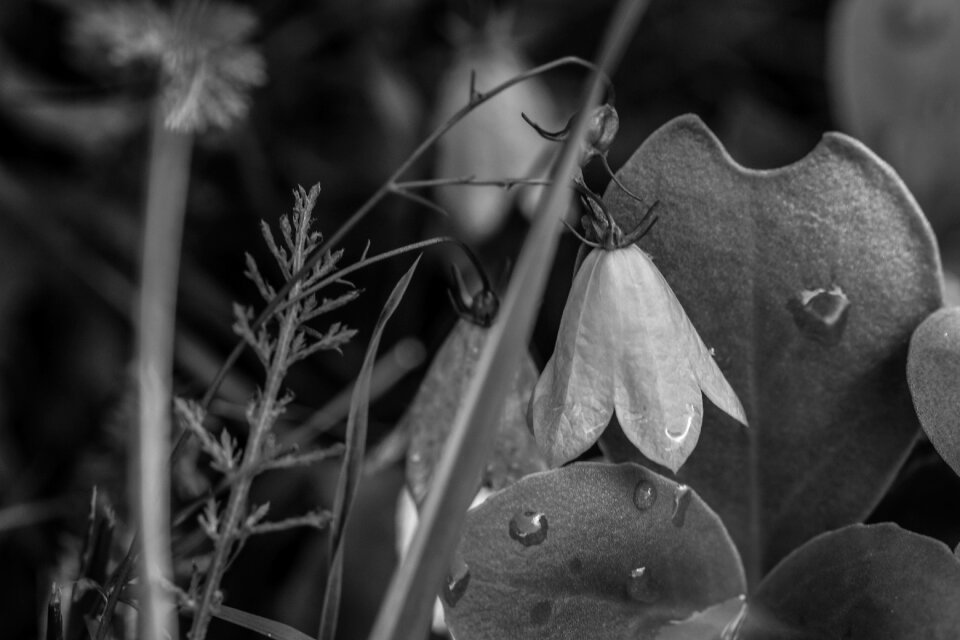 Wild flower summer flower water drop