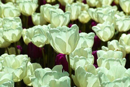 Tulips flower environmental