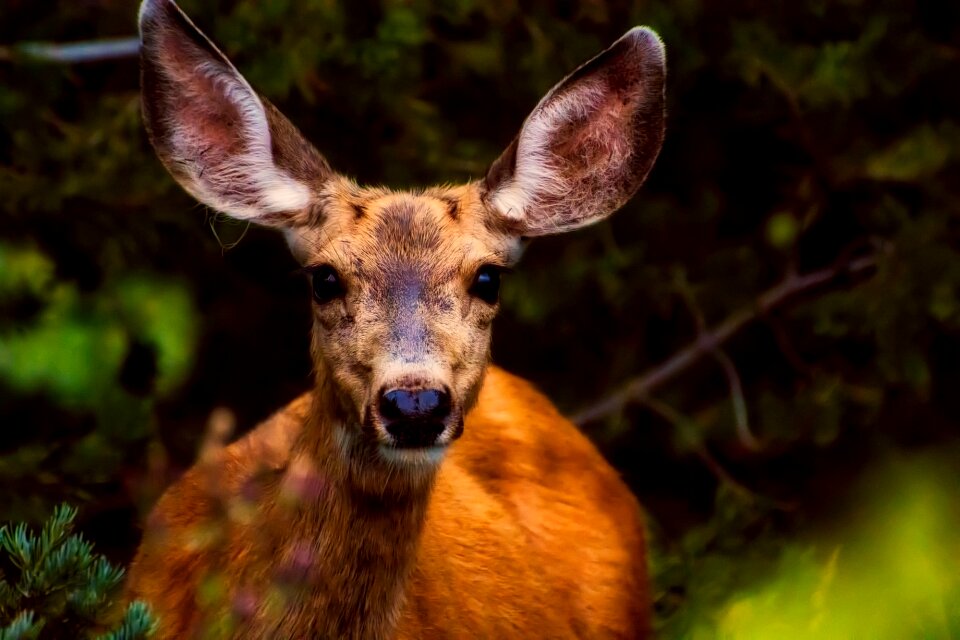 Cute big ears nature