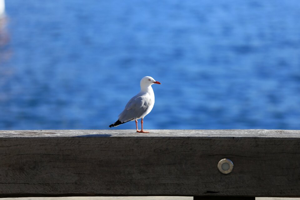 Bird seagull feather