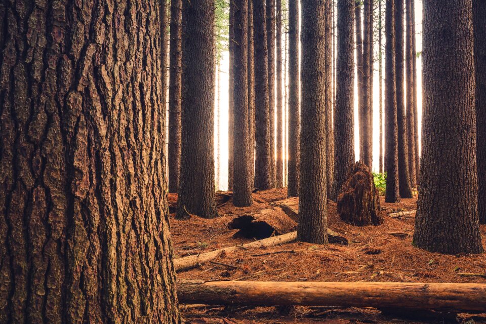 Outdoor travel forest
