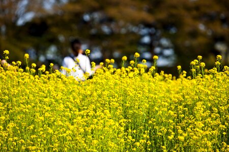 Rapeseed racing yellow