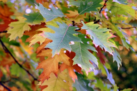 Discolored nature autumn colors photo