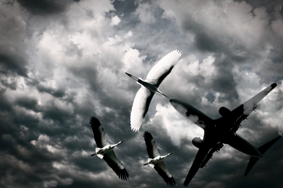 Flying wings gray plane