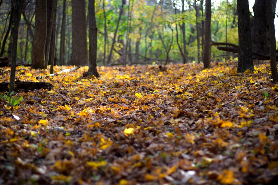 Trees travel adventure