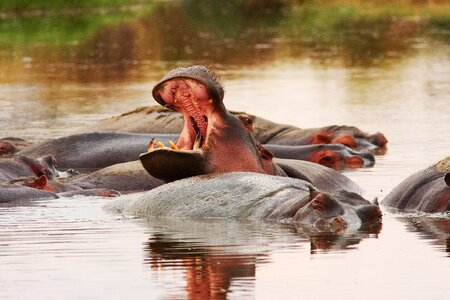 Animal world tanzania wilderness
