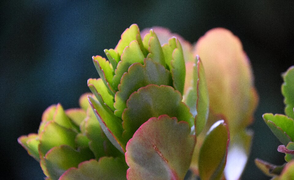Plant cactaceae flower