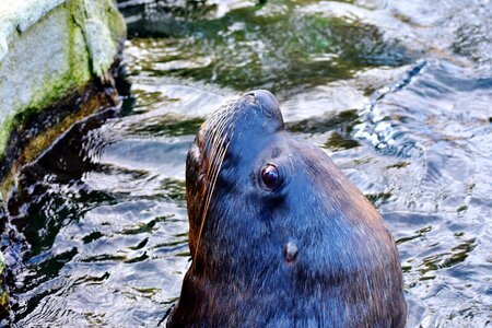 Mammal sea meeresbewohner photo