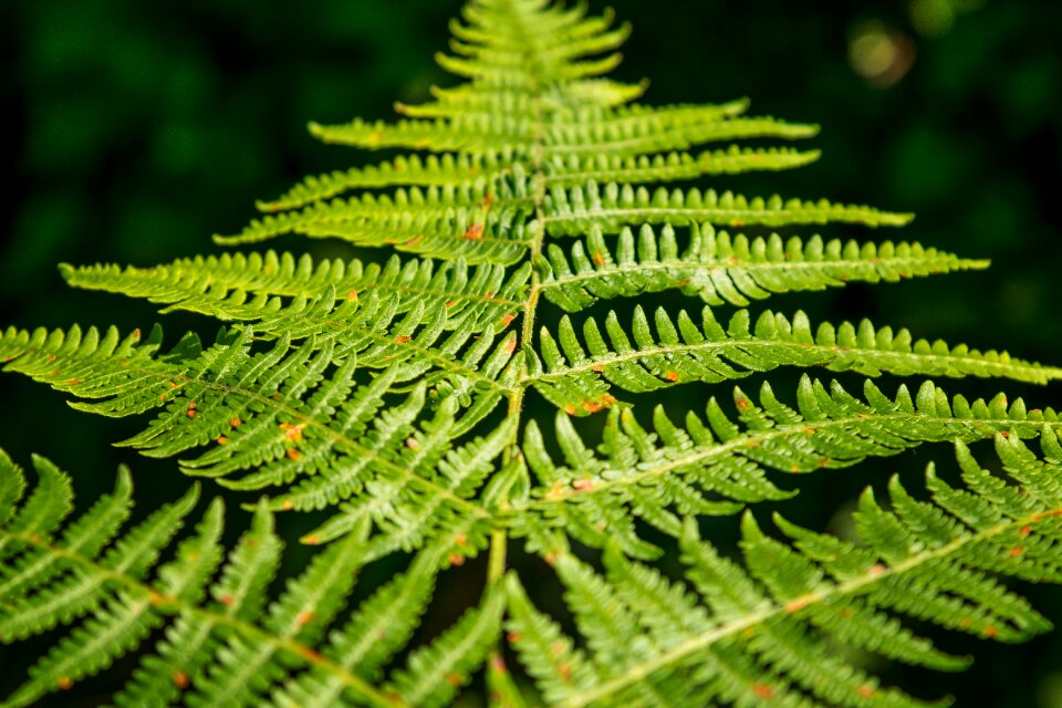Nature close up plant