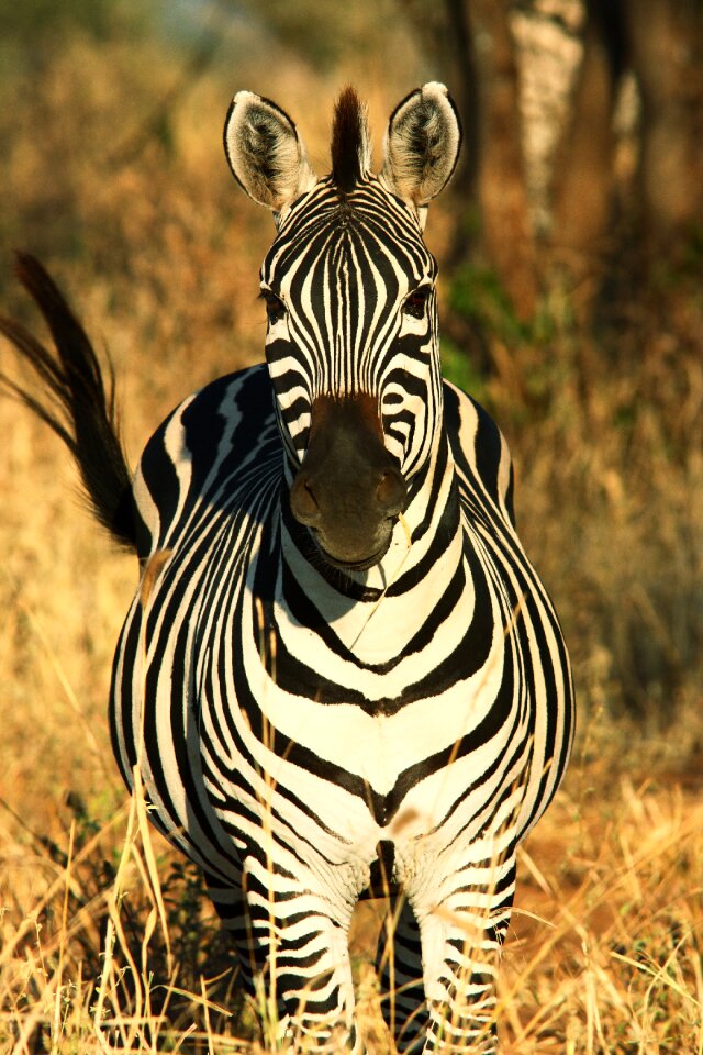 Nature savannah serengeti