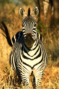 Nature savannah serengeti