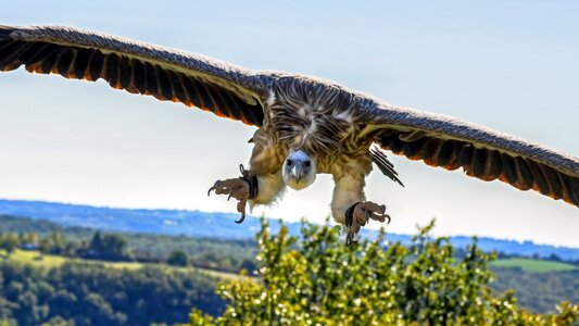 Raptor sky scavenger photo