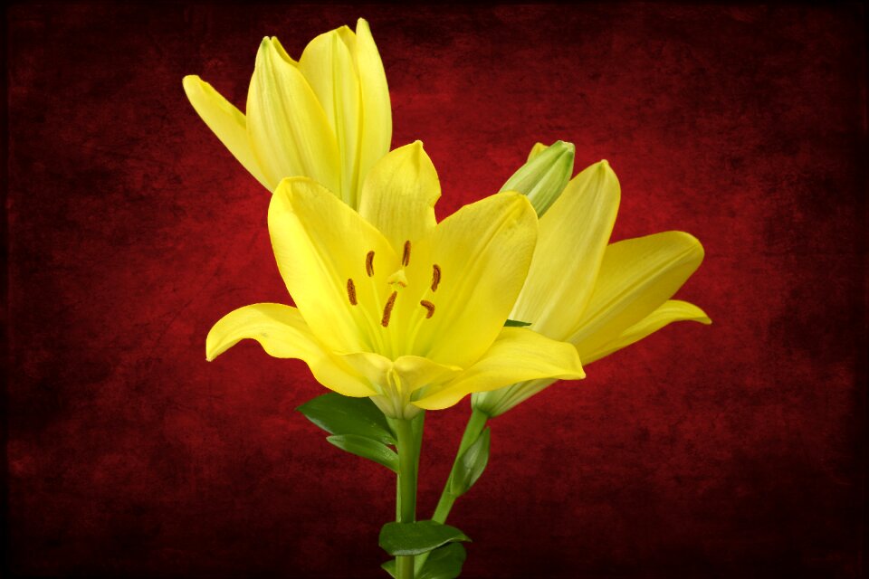 Bloom nature blossomed