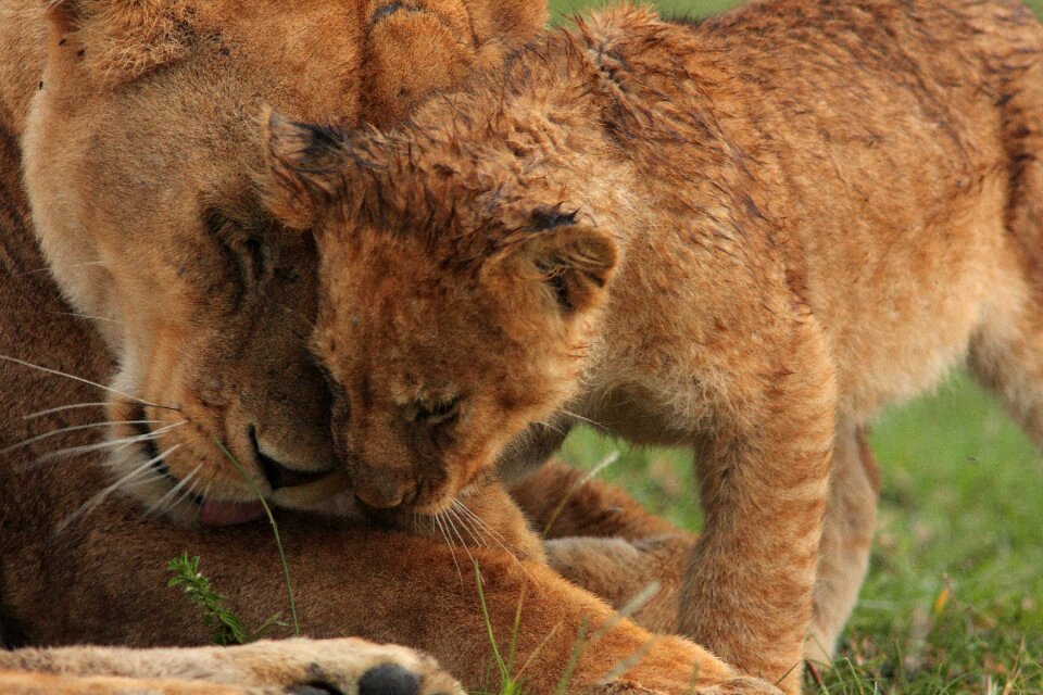Lion animal predator photo