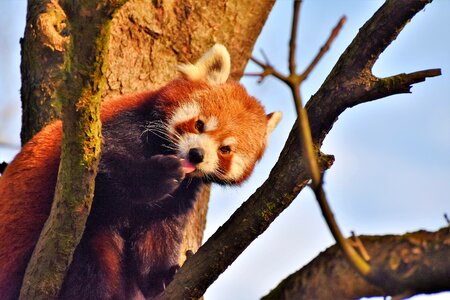 Bear mammal cute photo