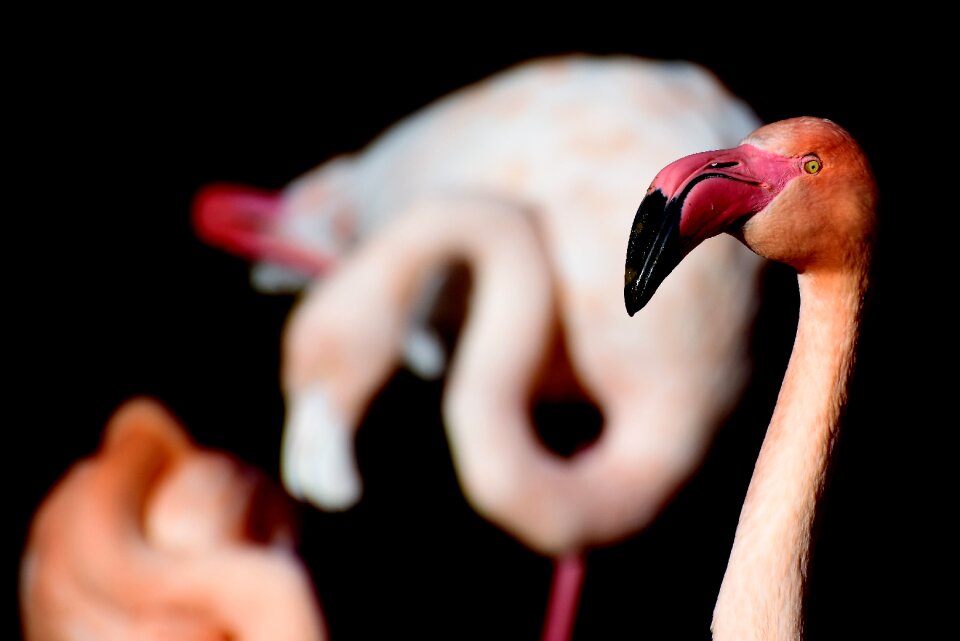 Pink bill plumage