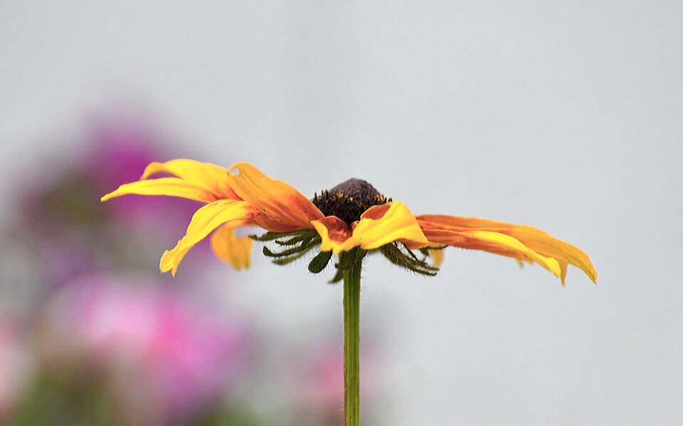 Garden petal leaf