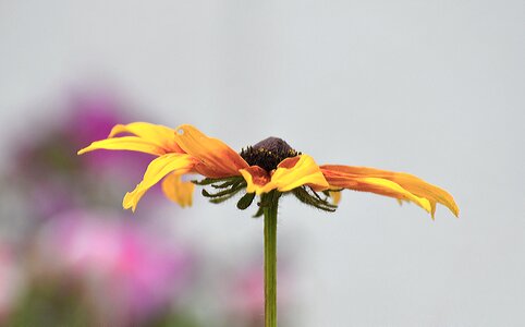 Garden petal leaf photo