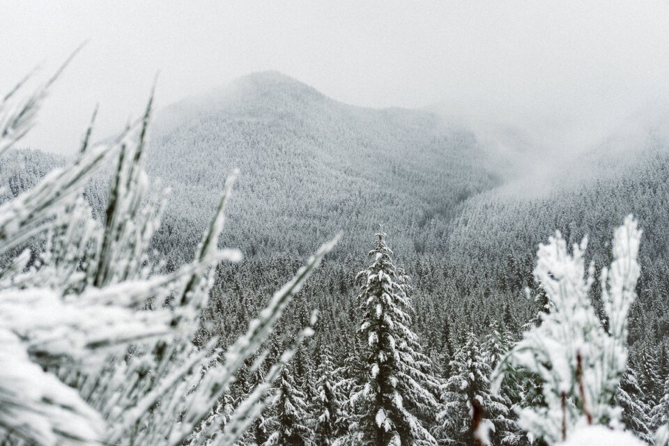 Mountain trees black and white