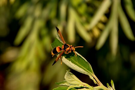 Potter wasp striped australian