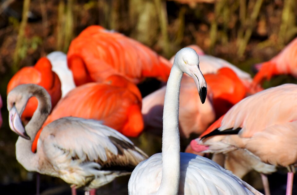 Pink bill plumage photo