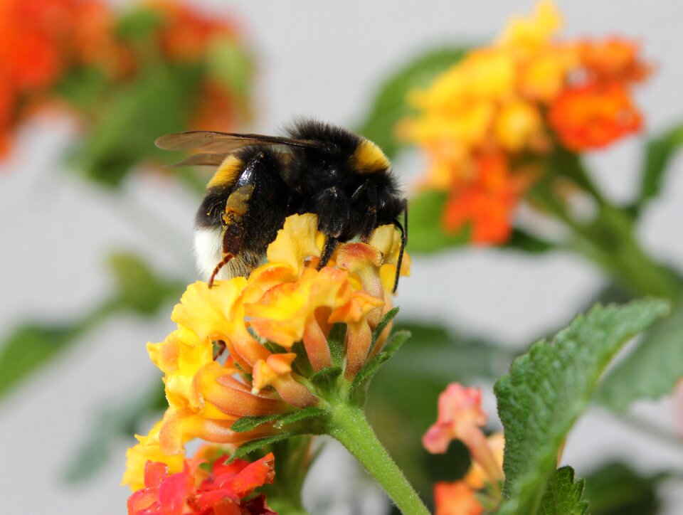 Insect summer garden photo