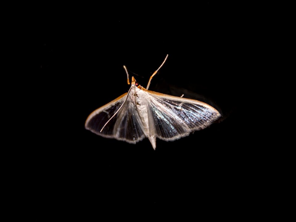 Transparent wild wing