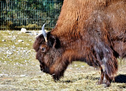 Buffalo american bison wild photo