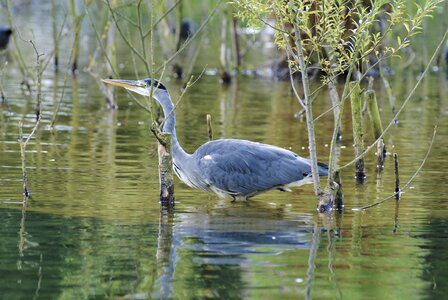 Pool bird reflection photo